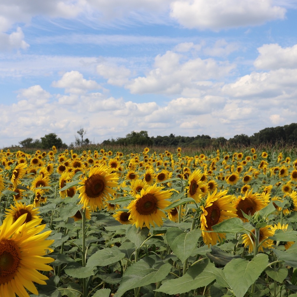 Meet your Posher, Sasha